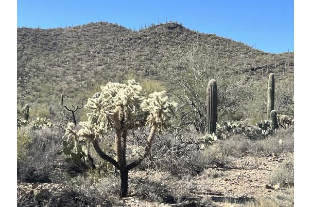 Springende cholla