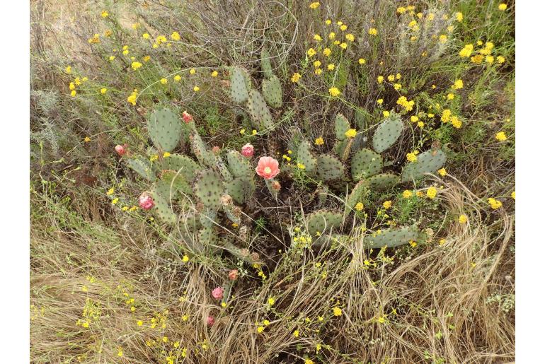 Opuntia x vaseyi -11557