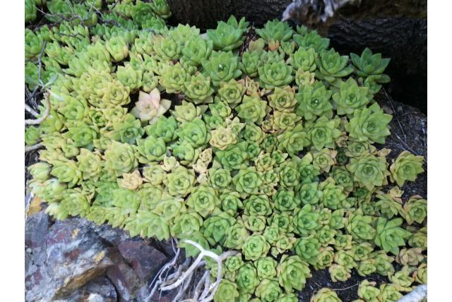 Bootvormige hawortia Bootvormige hawortia