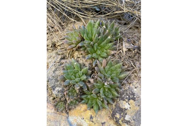 Haworthia met korte punt Haworthia met korte punt