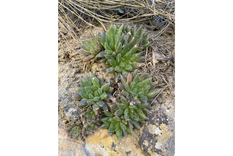 Haworthia mucronata 11560