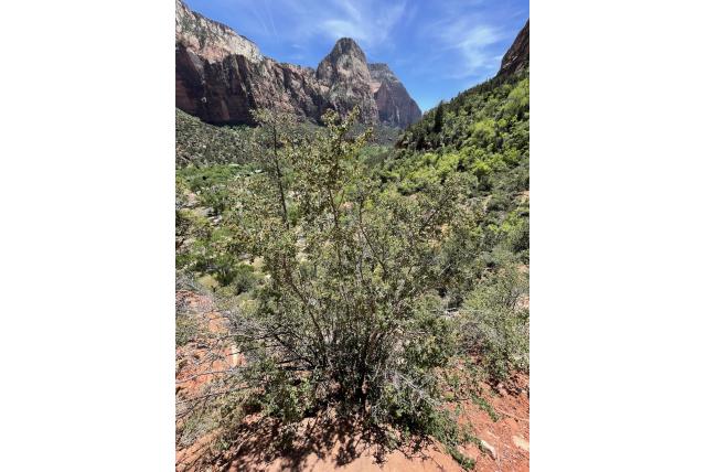 Utah krentenboompje