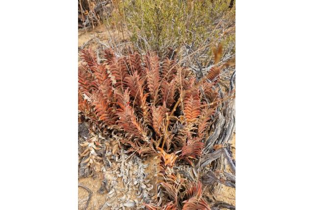 Kleverige haworthia