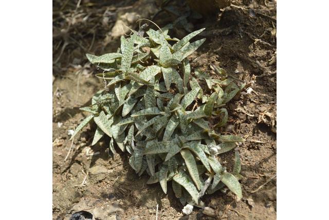 Gegroepeerde ledebouria Gegroepeerde ledebouria