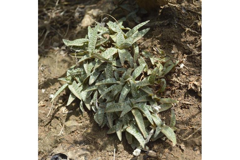 Ledebouria socialis -11564