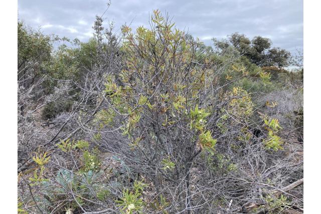 Dubbelzinnig Hakea Dubbelzinnig Hakea