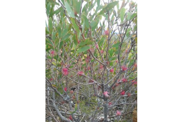 Stomp bladije Hakea Stomp bladije Hakea