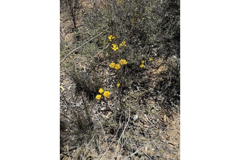 Verticordia serrata -11574