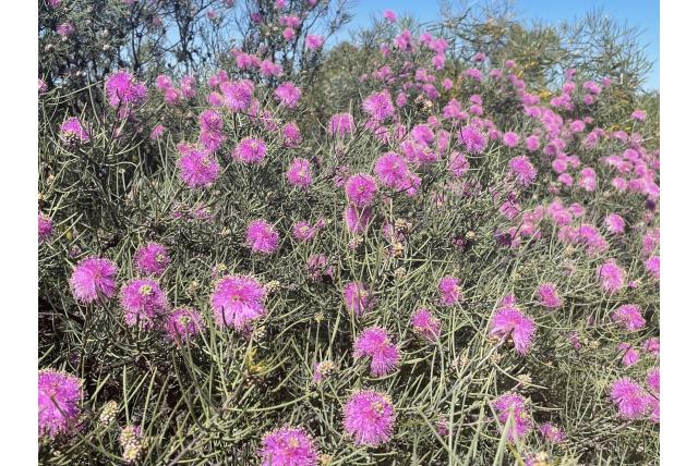 Draadachtig gebladerde melaleuca