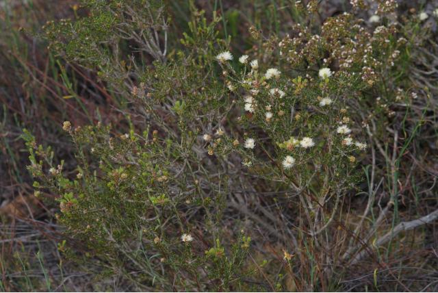 Melaleuca met glanzende bloemblaadjes