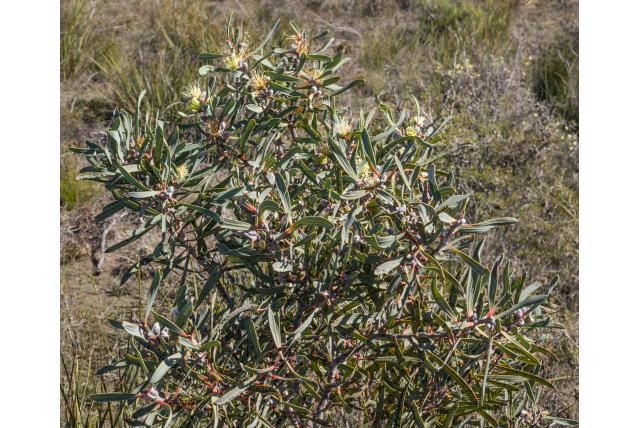 Grauwe hakea Grauwe hakea