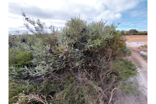 Kort behaard banksia