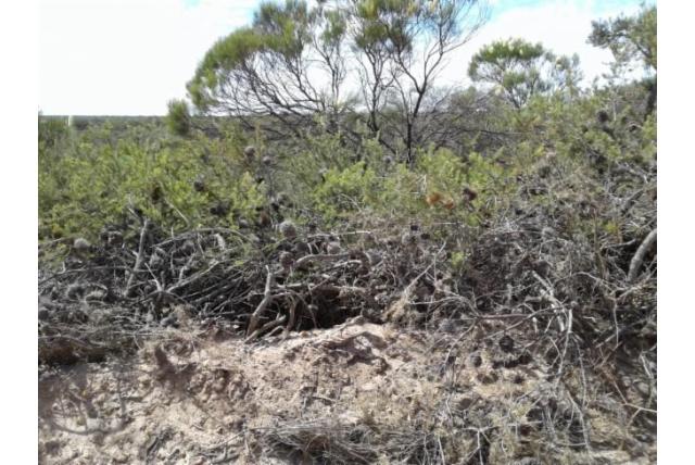 Ruwe banksia