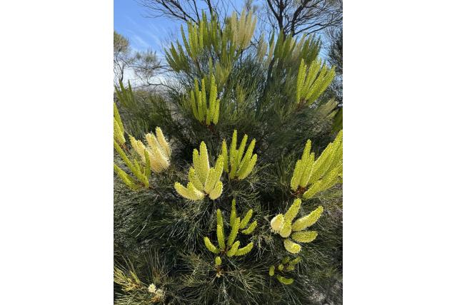 Kandelaar grevillea