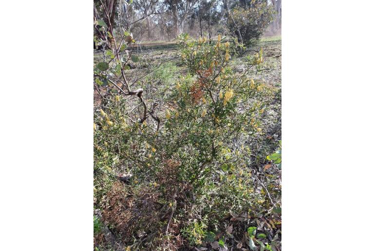 Grevillea ramosissima ssp ramosissima -11598