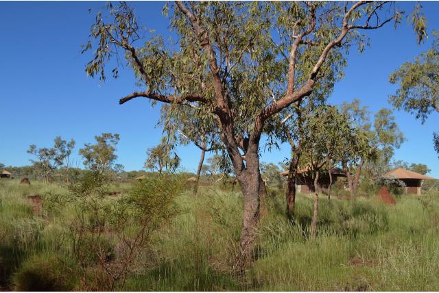 Hamersley's eucalyptus