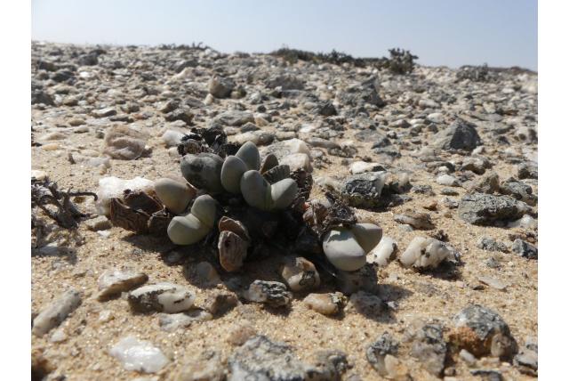 Woestijn Juttadinteria Woestijn Juttadinteria