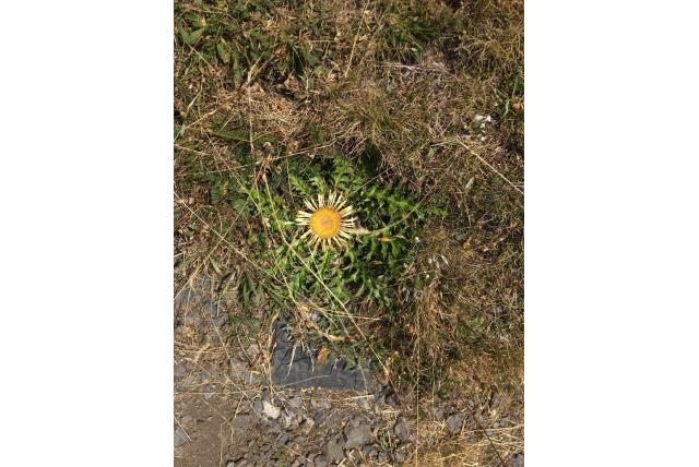 Berenklauw bladerige zilverdistel