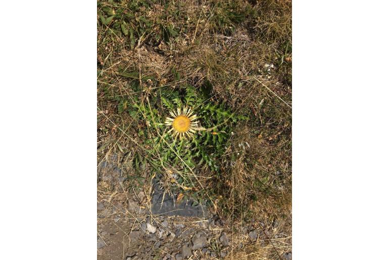 Carlina acanthifolia 11607