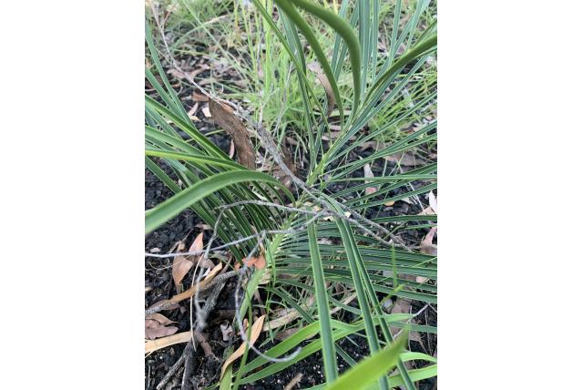 Lomandra-achtige macrozamie