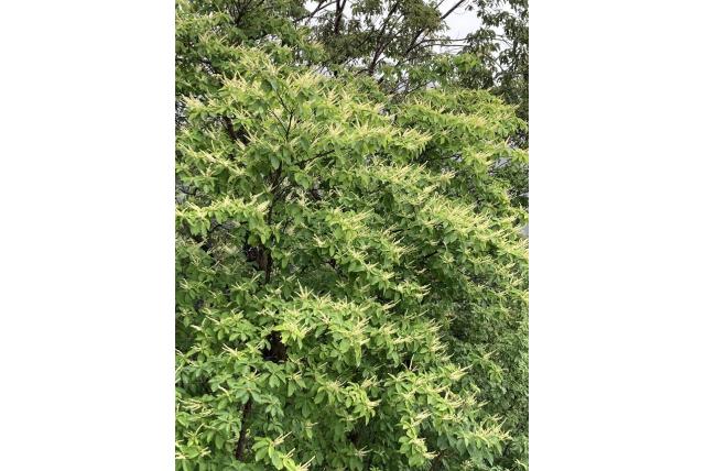 Japanse clethra