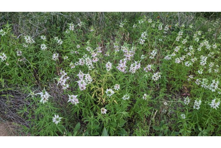 Monarda punctata 11612