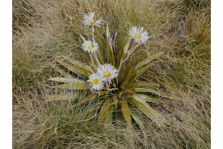Celmisia coriacea -11615