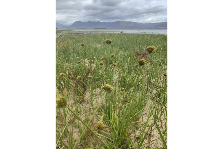 Cyperus polystachyos 11620