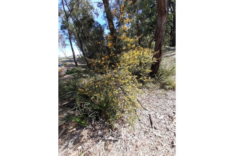 Pultenaea flexilis 11639