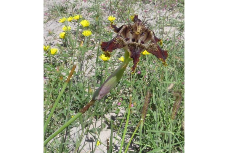 Ferraria glutinosa&nbsp;11641
