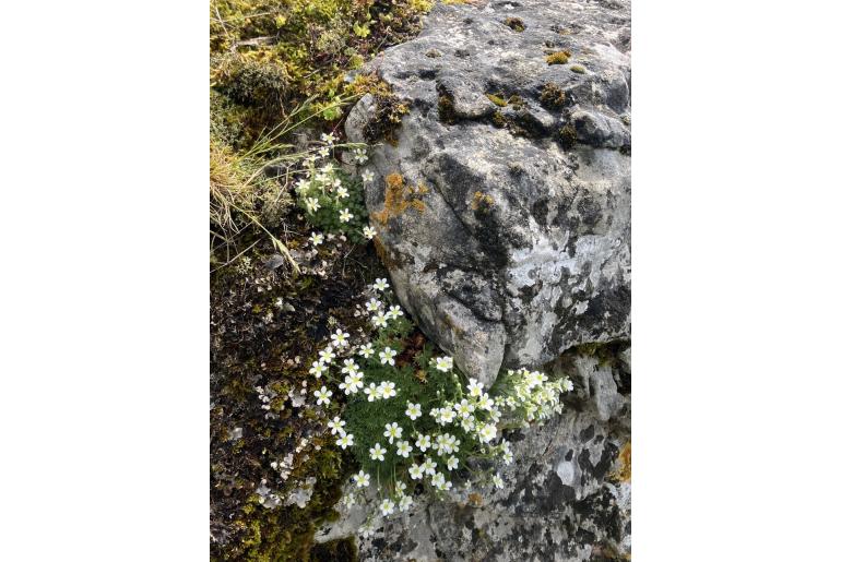 Saxifraga cebennensis 11644