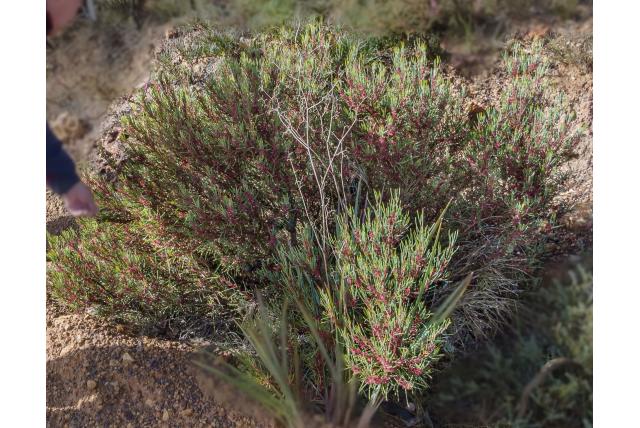 Tuberculate hakea Tuberculate hakea