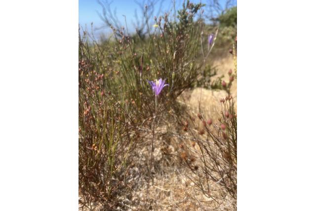 Californische brodiaea