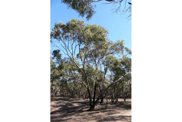 Eucalyptus froggattii 11659
