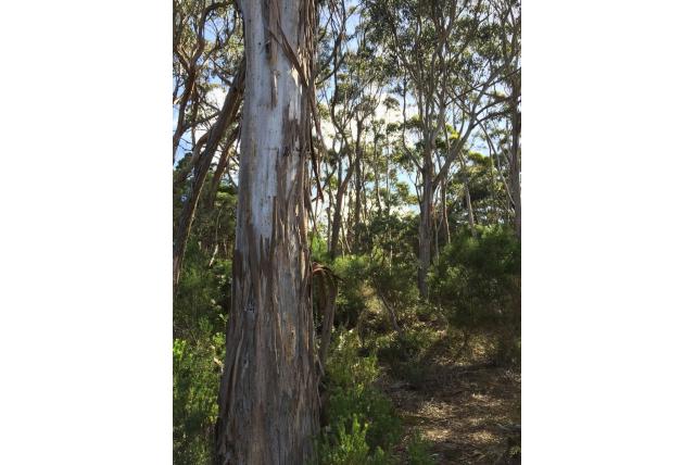 Victoriaans Eurabbie Victoriaans Eurabbie