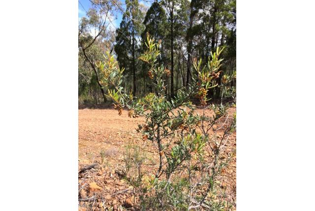 Bloeirijke grevillea