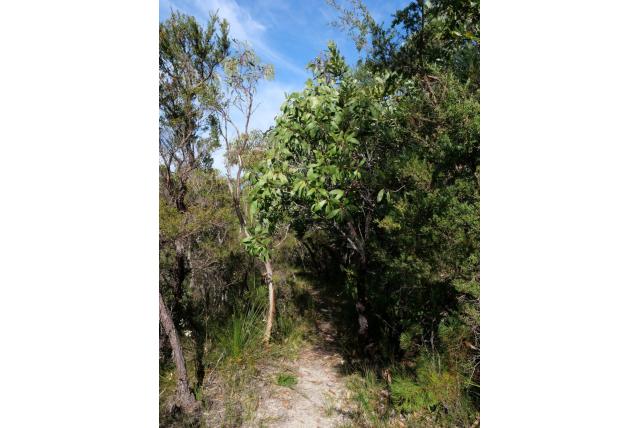Platte persoonia