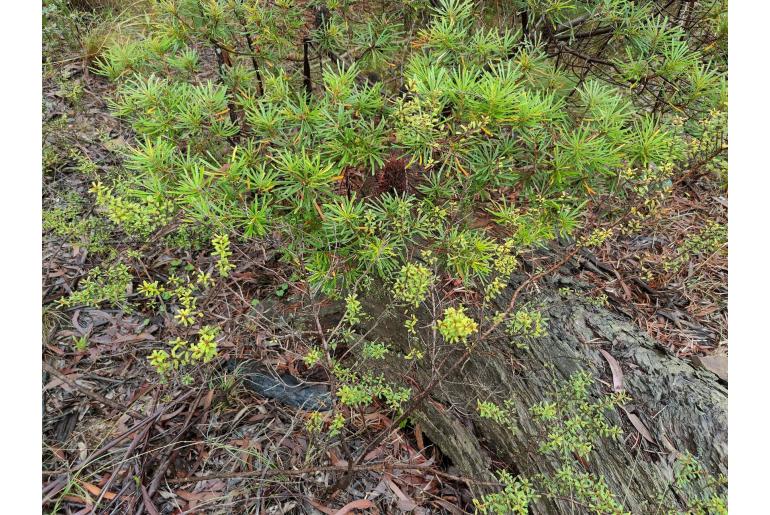 Pultenaea scabra 11678