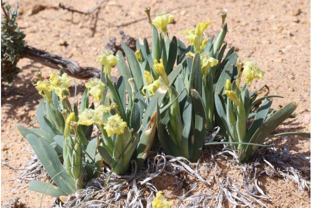 Grootschubbige Ferraria