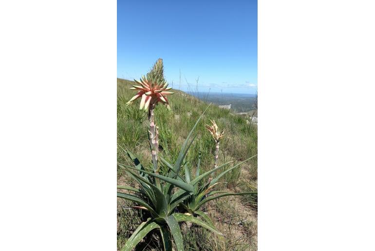 Aloe micracantha -11697