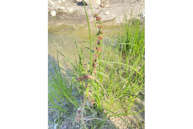 Scharlaken ammannia