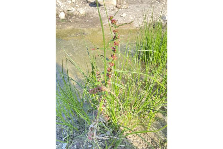 Ammannia coccinea -11698