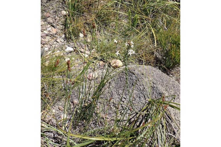 Wahlenbergia desmantha 11711