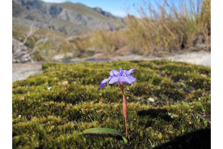 Moraea nubigena 11726