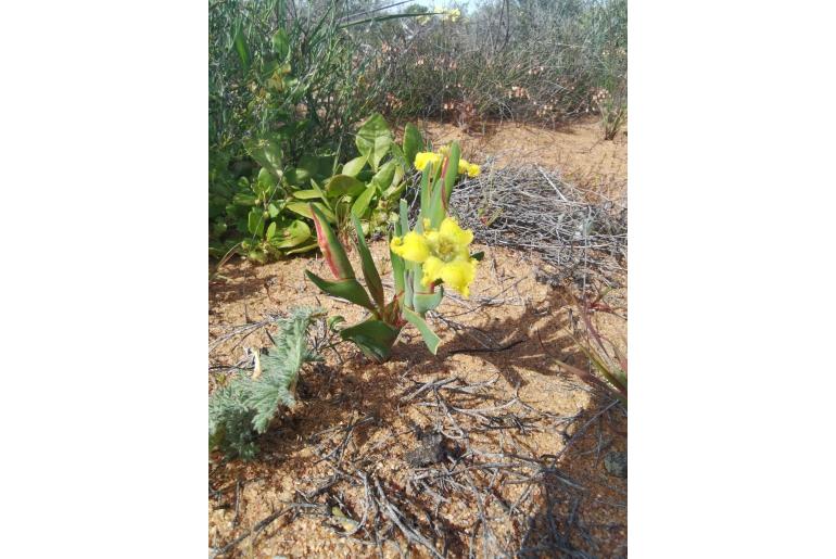 Ferraria macrochlamys ssp serpentina&nbsp;11732