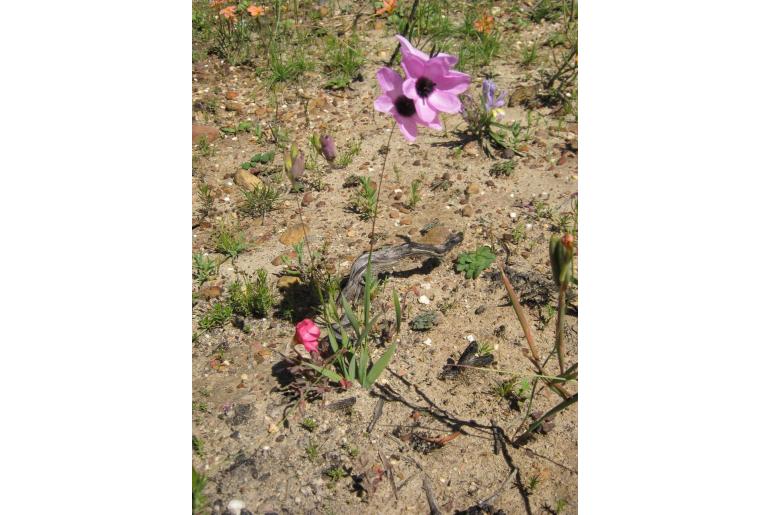Ixia superba 11739