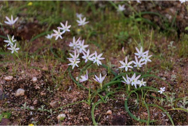 Rotsbewonende geissorhiza Rotsbewonende geissorhiza