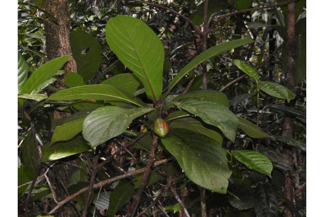 Prachtige Guettarda