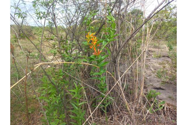Steelloze bloem Klimmende Gloriosa
