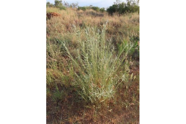 Harige gomphocarpus